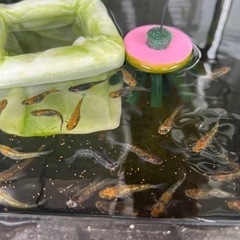 【1名様限定】夜桜ゴールドのたまご　産卵床ごと　の画像