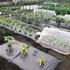 家庭菜園興味ある方いませんか？広い農地で