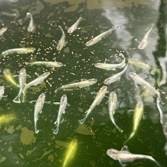 【1名様限定】燐光メダカの卵　産卵床ごと　の画像