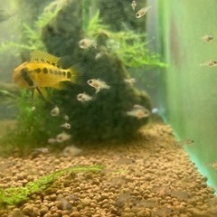 アピストグラマ　D24（コクーン便、厳選個体）WILDのF1稚魚...