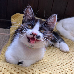 美猫くん3か月（糸島市）