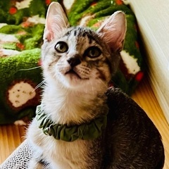 デネボラ♡家族ができました