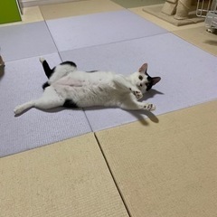 ぶち。