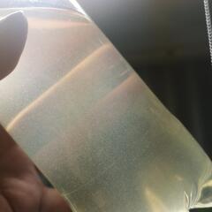 ゾウリムシ入り　500mlペットボトル　生き餌　300円の画像