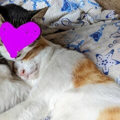 人懐っこすぎ！愛され猫オス😺初めて猫飼育考えてる方にオススメ！ - 里親募集