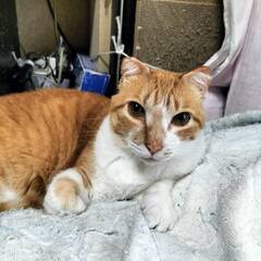 多頭保護で苦労されているお爺さんからの里親募集です（1歳3か月、...