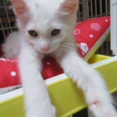 白猫の兄妹の里親募集 - 猫