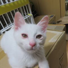 白猫の兄妹の里親募集 − 高知県