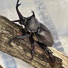 カブトムシ　ペア(2匹)