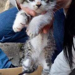 子猫里親急募