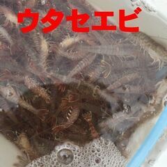 『9/29(日)』マイボート一色漁港5:30出船　船釣り『真鯛釣り(活ウタセエビ餌釣り)』の同行者募集! - 西尾市