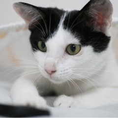 ✨里親さんが決まりました✨《クッキー 》甘えんぼうの女の子 − 福岡県