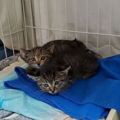 熊谷市　子猫ちゃん2匹の里親募集　保護猫