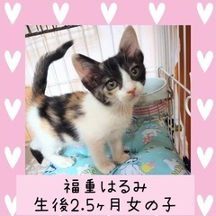 可愛い三毛猫ちゃん