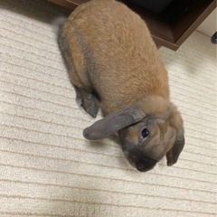 うさぎ、ロップイヤー、メス、R3,5生まれ