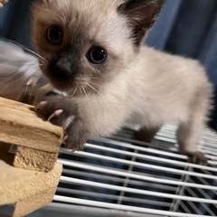 子猫