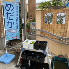 改良新品種めだか　多数特価販売
