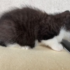 家族になってもらえませんか？