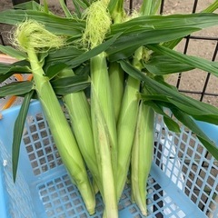 未来コーンの収穫始まりました🌽夏野菜8種セット！の画像