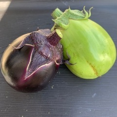 未来コーンの収穫始まりました🌽夏野菜8種セット！の画像