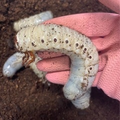 ヘラクレスオオカブト3令幼虫ペア　その他クワガタ