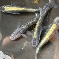 黒カブキ メダカ 針子 10匹の画像