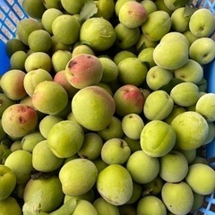 南高梅　200円　無人販売の画像