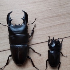 スマトラヒラタクワガタ アチェ産 1♂2♀