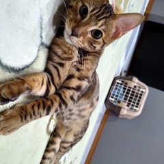ベンガル　オス6ヶ月です。