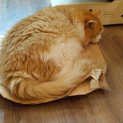 総合文化部メンバー募集！！ − 愛媛県