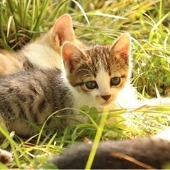 【里親募集】庭の猫ちゃんたち