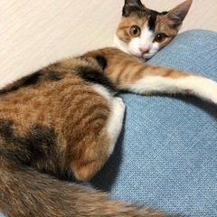 甘えん坊の小柄な女の子です