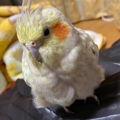 オカメインコを探しています