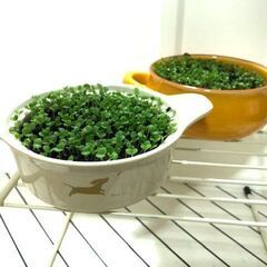 水草の絨毯（黄色と白）　メダカによく合う水草　めだかが映える水草...