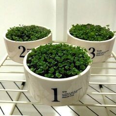 水草の絨毯（3個）　メダカによく合う水草　めだかが映える水草　容...