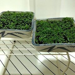水草の絨毯（四角×2）　メダカに良く合う水草　めだかが映える水草...