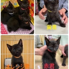黒猫のタンゴ〜♫