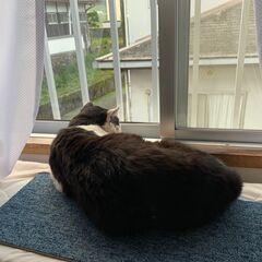 ニャンを探しています。 − 大阪府