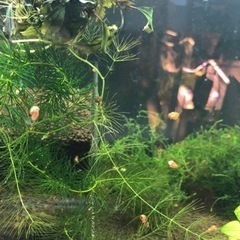 レッドラムズホーン10匹の画像