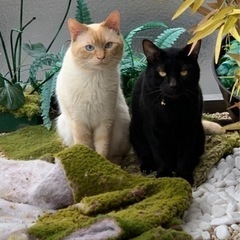 黒猫