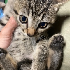 急募！推定生後1ヶ月　キジトラ仔猫　子猫　里親募集