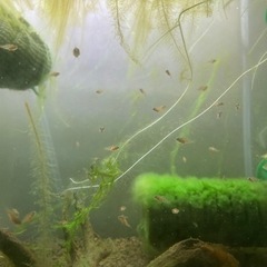 アピストグラマ　ビエジタ（wild）のF1稚魚10匹_2の画像