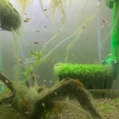 アピストグラマ　ビエジタ（wild）のF1稚魚10匹_2の画像