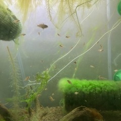 アピストグラマ　ビエジタ（wild）のF1稚魚10匹_2の画像