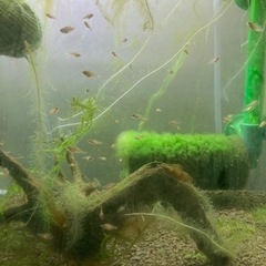 アピストグラマ　ビエジタ（wild）のF1稚魚10匹_2の画像