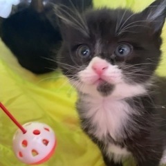 生後二ヶ月弱　子猫2匹と推定2歳メス親猫
