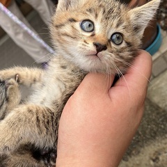 子猫飼ってくれる方