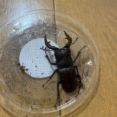 国産　カブトムシ　クワガタ　幼虫の画像