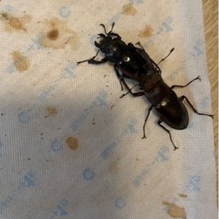 国産　カブトムシ　クワガタ　幼虫の画像