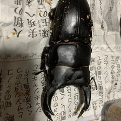 国産　カブトムシ　クワガタ　幼虫の画像